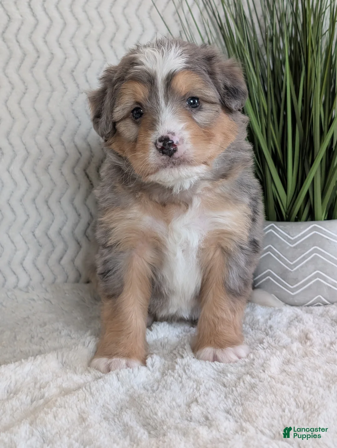 Mini Bernedoodle dogs for sale: Mini Dusty  - Ad 4