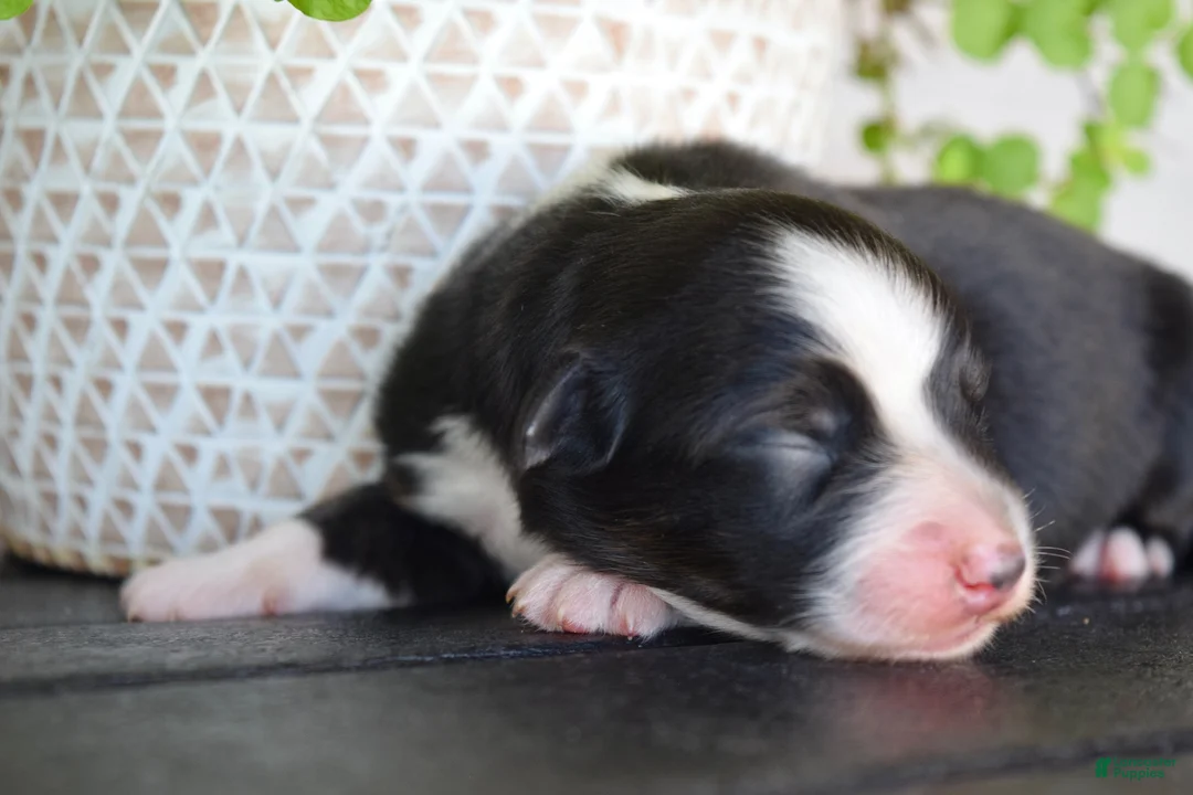 Australian Shepherd dogs for sale: Fawn - Ad 9