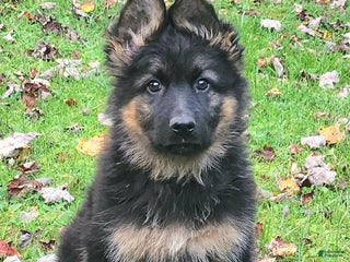 German Shepherd dogs - Ad 42