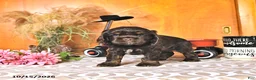 Cocker Spaniel dogs for sale: Renae - Ad 4