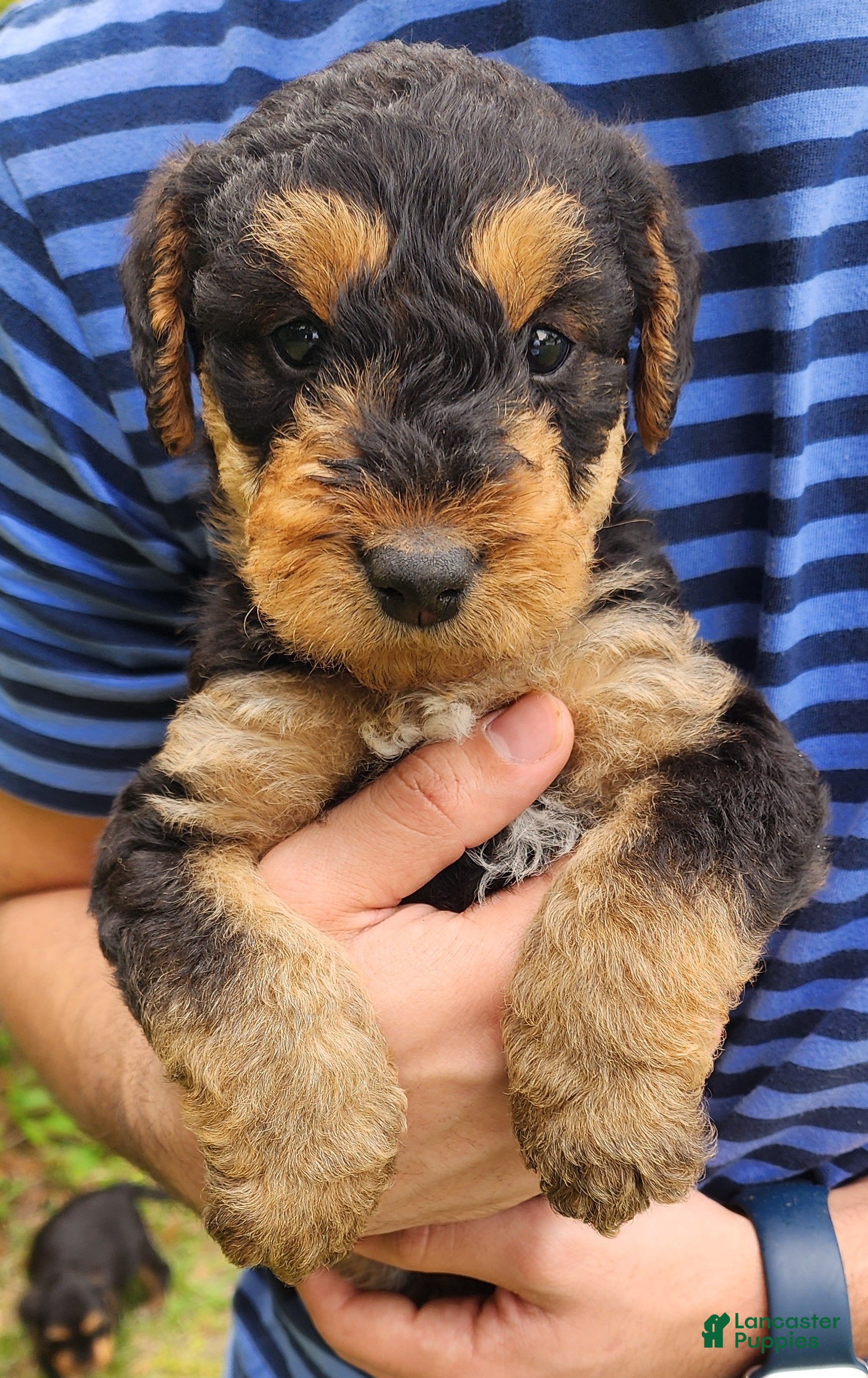 Airedale Terrier dogs Enchanted Airedales - Blue Boy - Ad 2