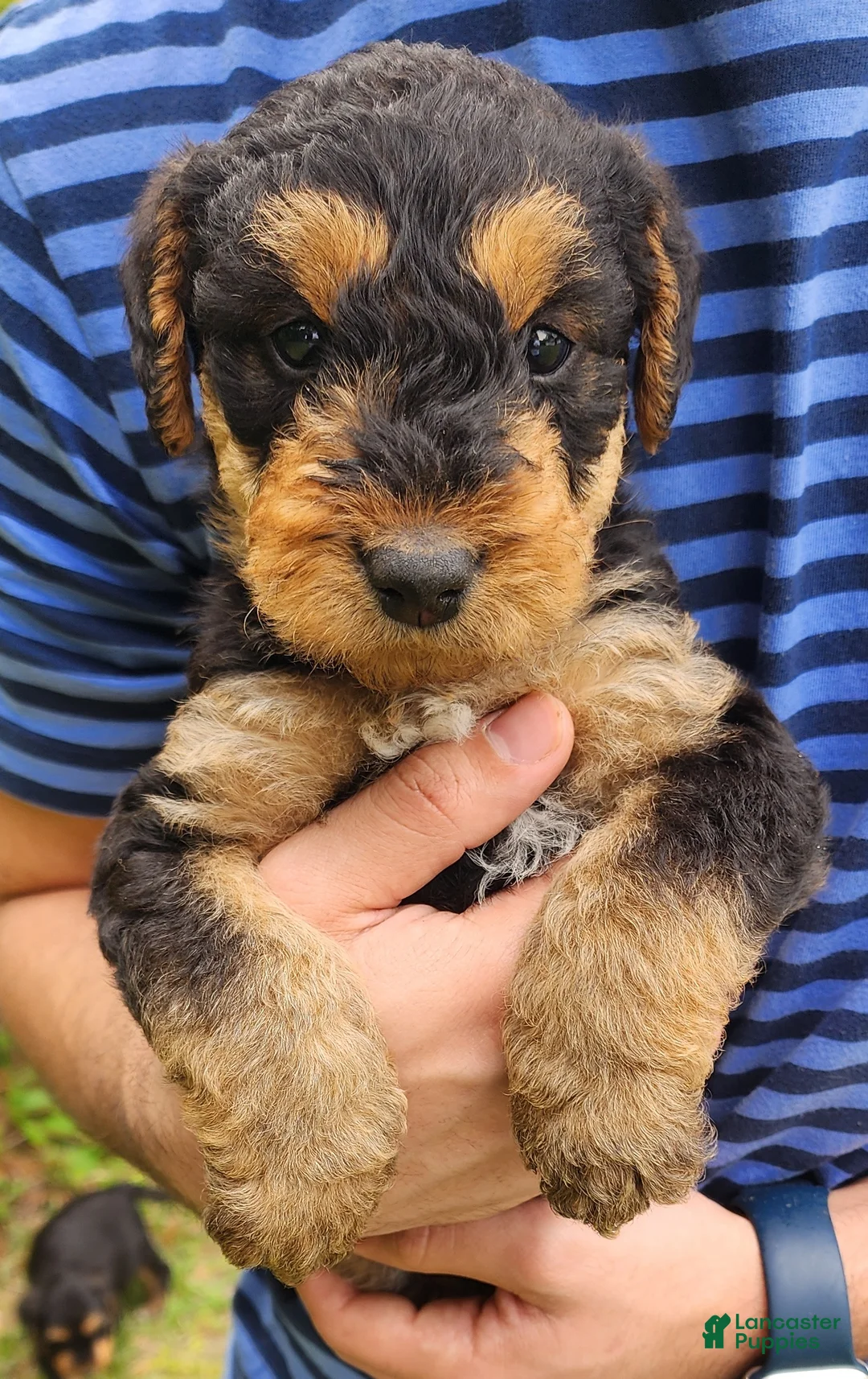 Airedale Terrier dogs for sale: Enchanted Airedales - Blue Boy - Ad 1