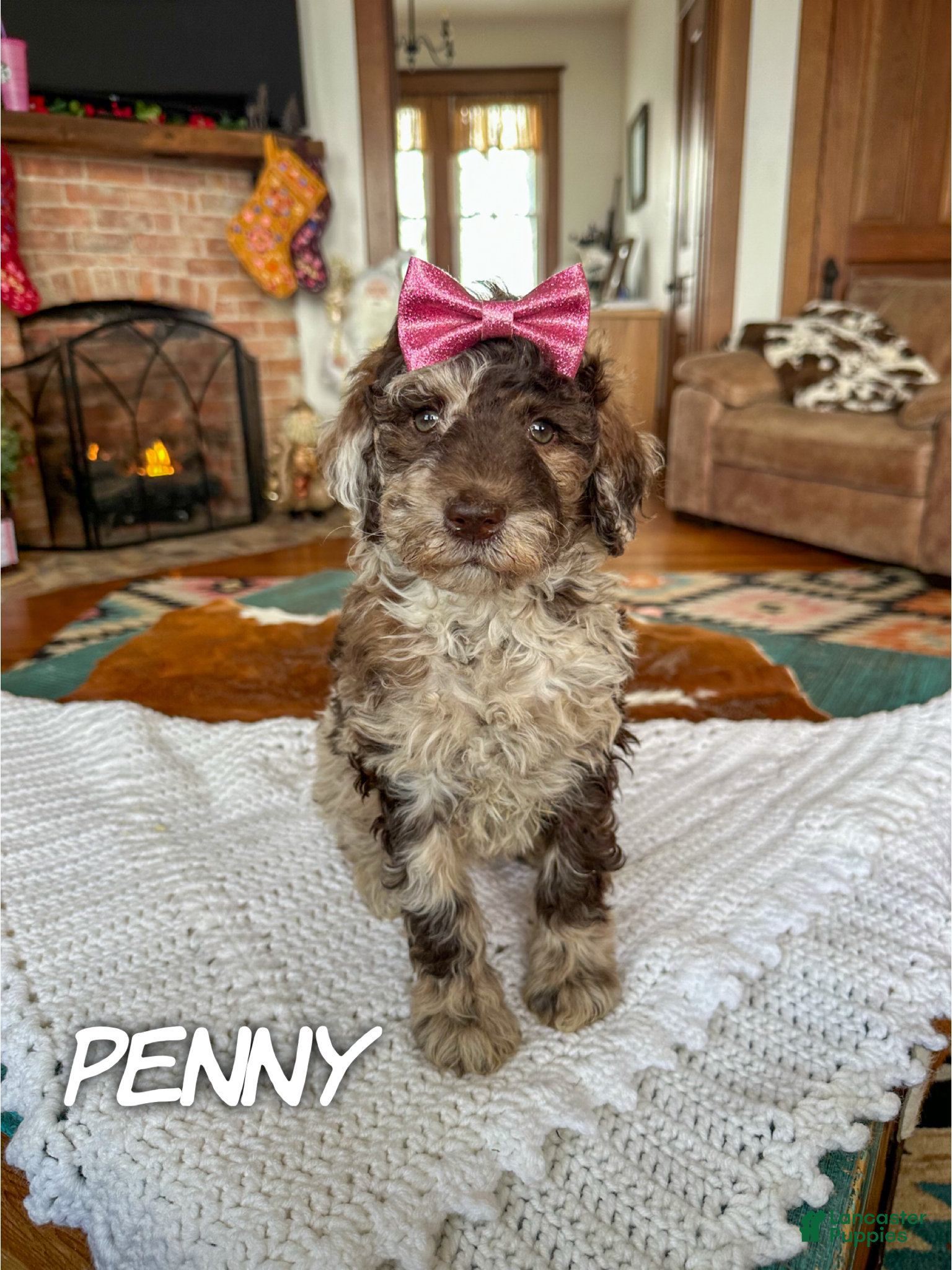 Mixed Breed dogs Penny - Ad 38