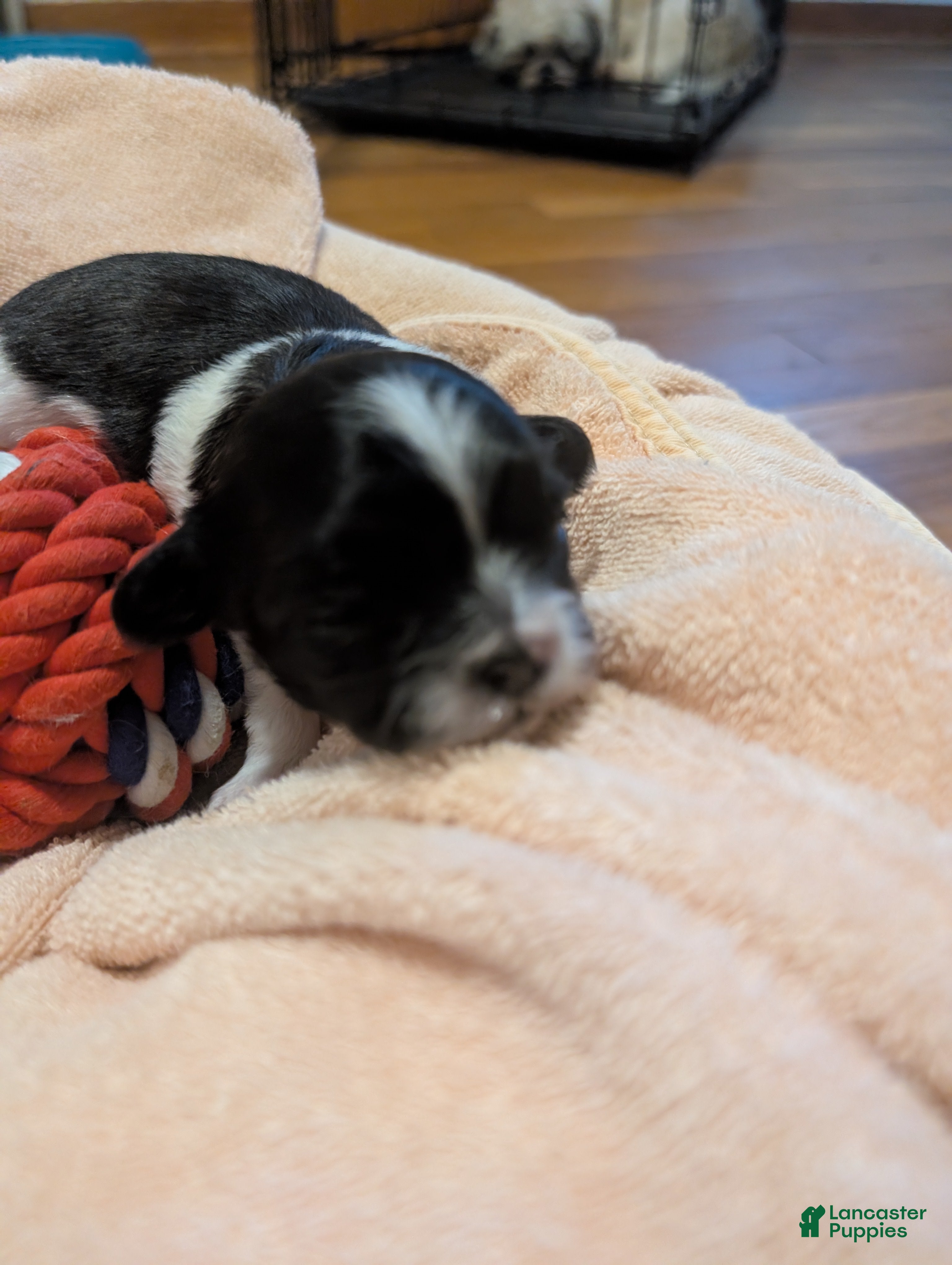 Teddy Bear dogs Teddy Bear Puppy 4 - Ad 8