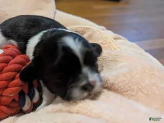 Teddy Bear dogs Teddy Bear Puppy 4 - Ad 7