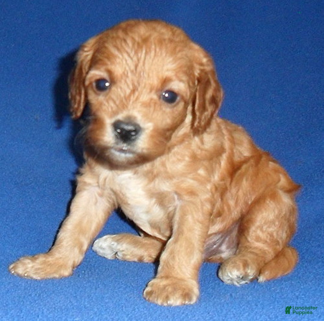Cockapoo dogs for sale: Peanut - Ad 4