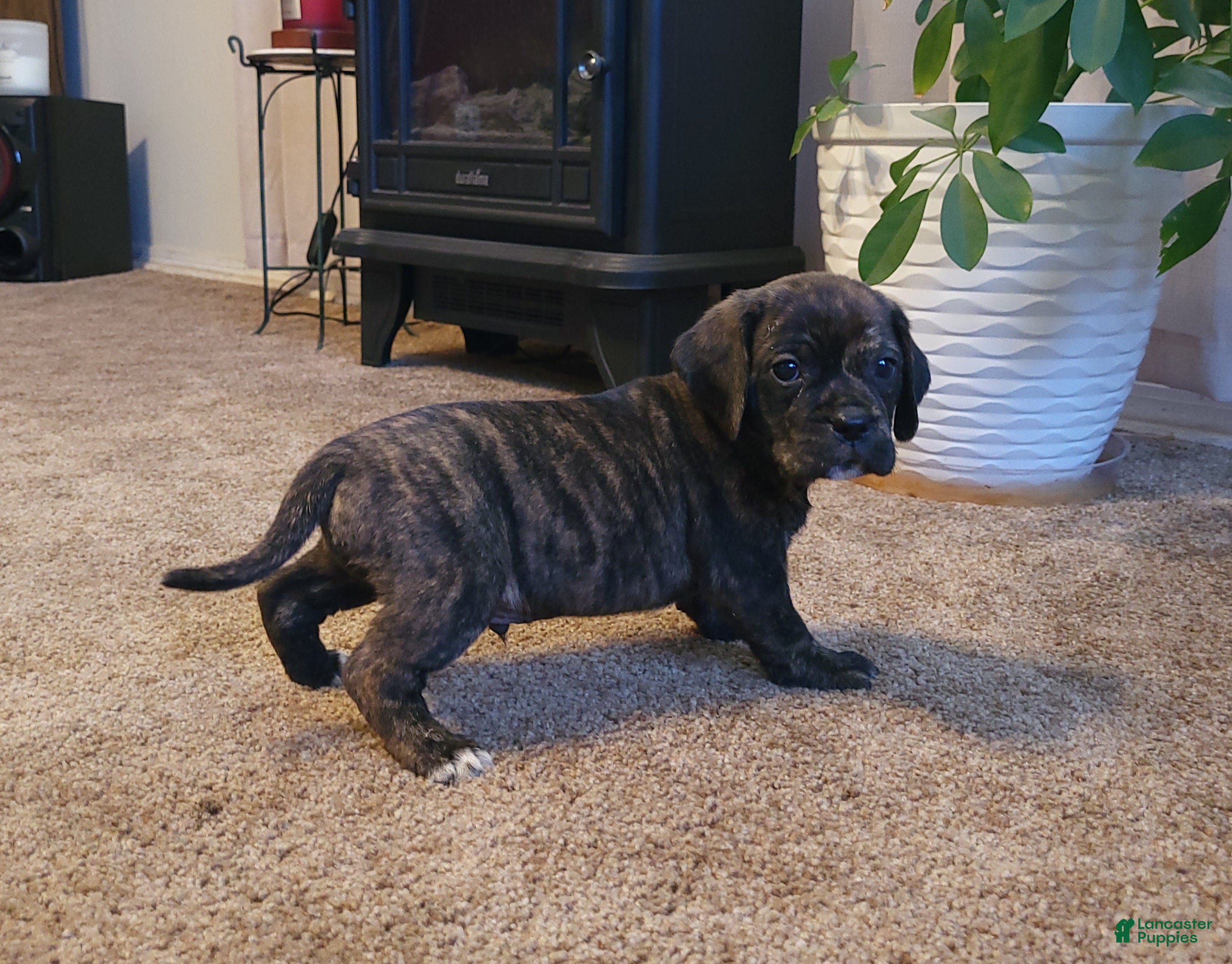 Puggle dogs Copper - Ad 1