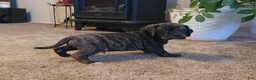 Puggle dogs for sale: Copper - Ad 1