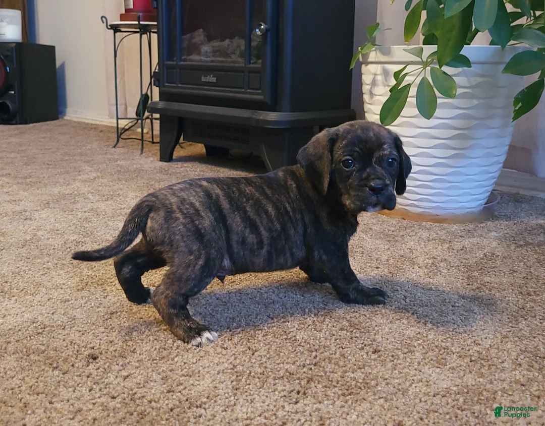 Puggle dogs for sale: Copper - Ad 1