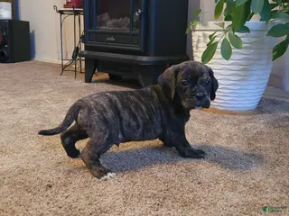 Puggle dogs Copper - Ad 14