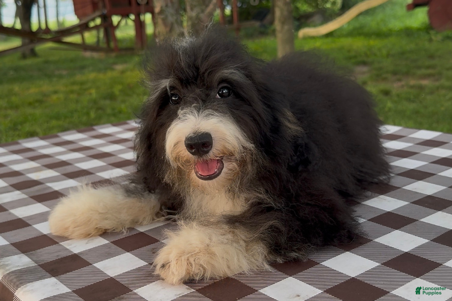 Mini Bernedoodle dogs Kate - Ad 25
