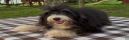 Mini Bernedoodle dogs for sale: Kate - Ad 1