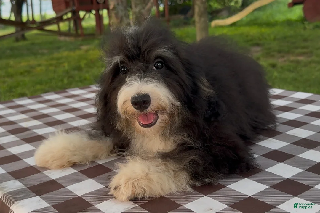 Mini Bernedoodle dogs for sale: Kate - Ad 1