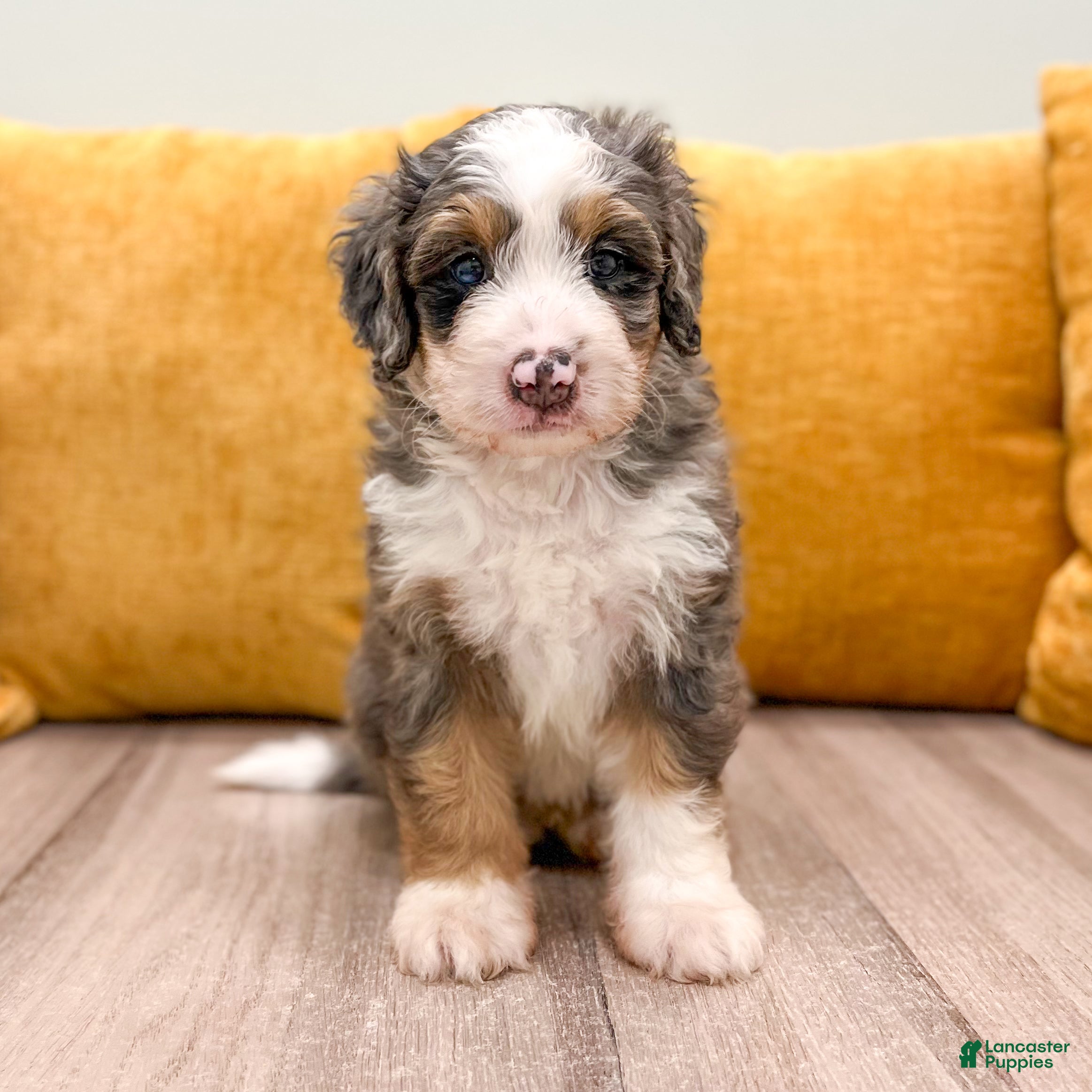 Mini Bernedoodle dogs Rocket - Ad 2