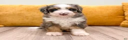 Mini Bernedoodle dogs for sale: Rocket - Ad 2