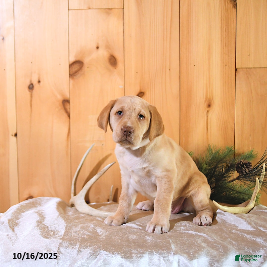 Labrador Retriever dogs for sale: Princess - Ad 9