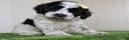 Cockapoo dogs for sale: Debbie - Ad 4