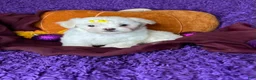 Maltese dogs for sale: Holly - Ad 3
