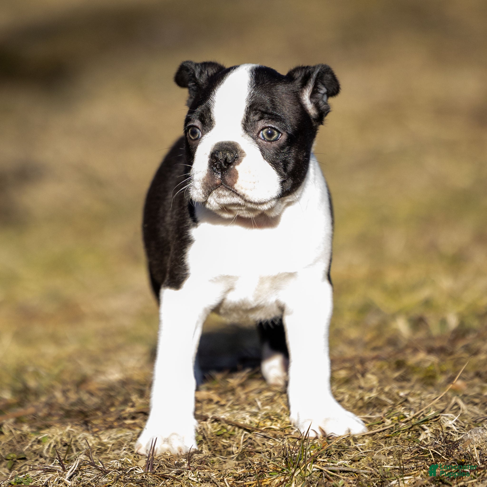 Boston Terrier dogs Robbie Boston Terrier Puppy  - Ad 6