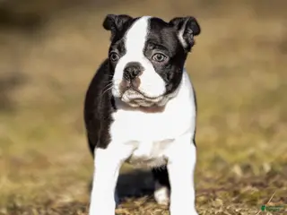 Boston Terrier dogs Robbie Boston Terrier Puppy - Ad 15