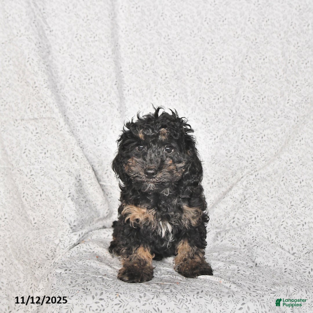 Cavapoo dogs for sale: Buster - Ad 3