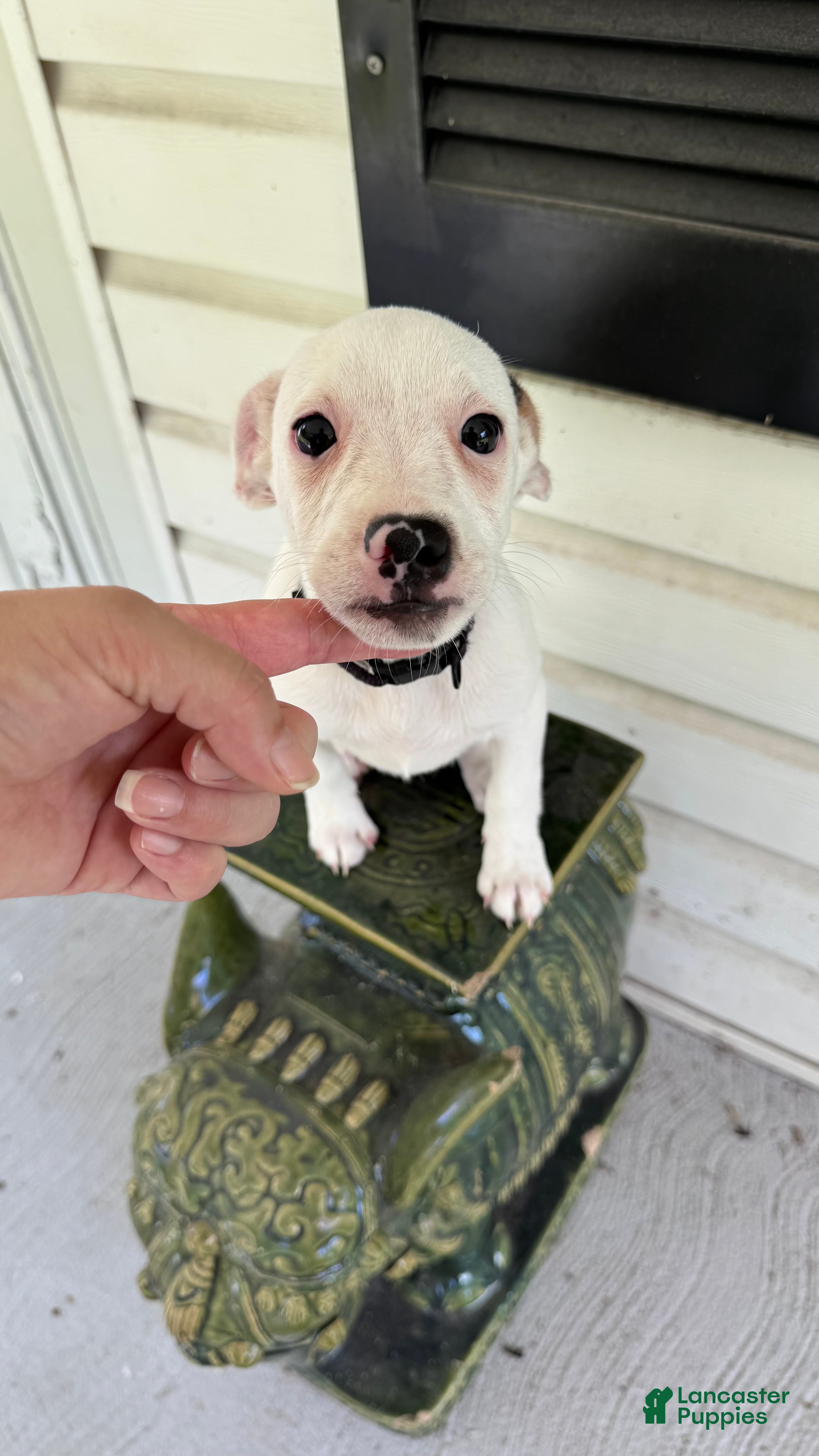 Jack Russell Terrier dogs Butch - Ad 37