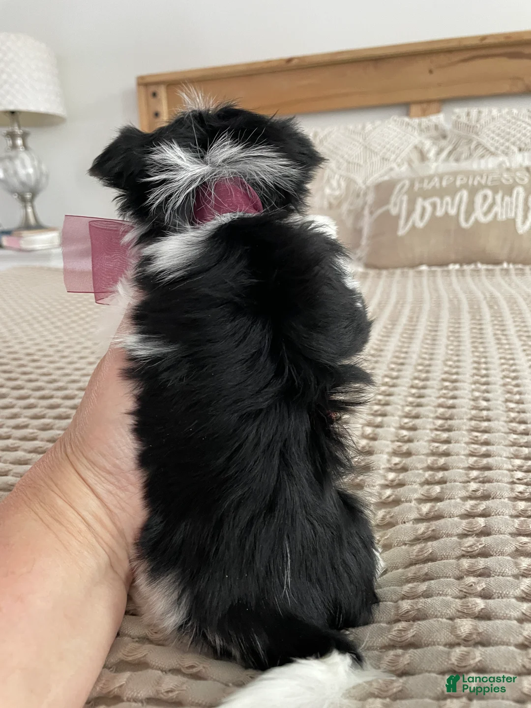 Biewer Terrier dogs for sale: Millie - Ad 9