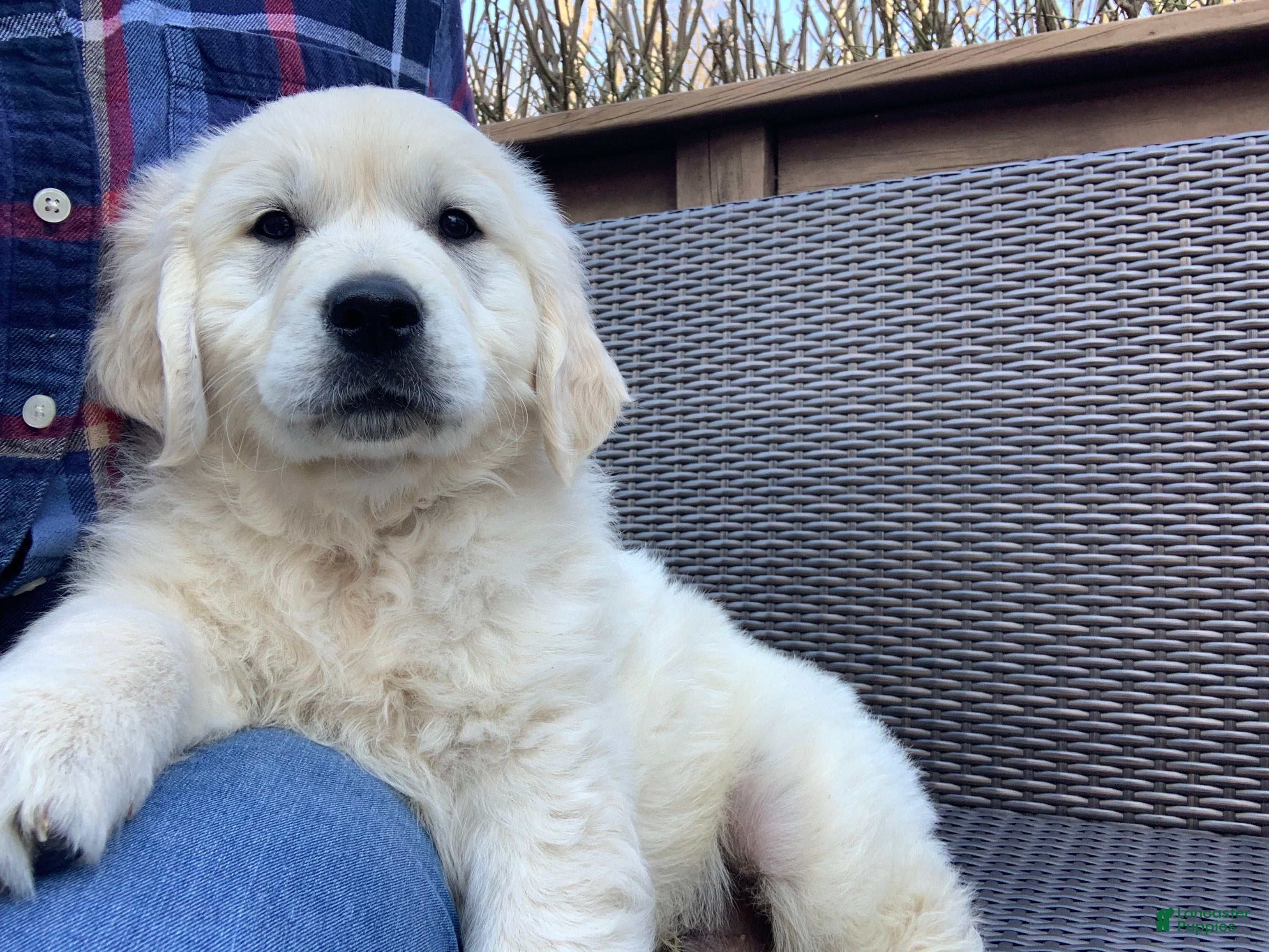 Golden Retriever dogs Jasper - Ad 2