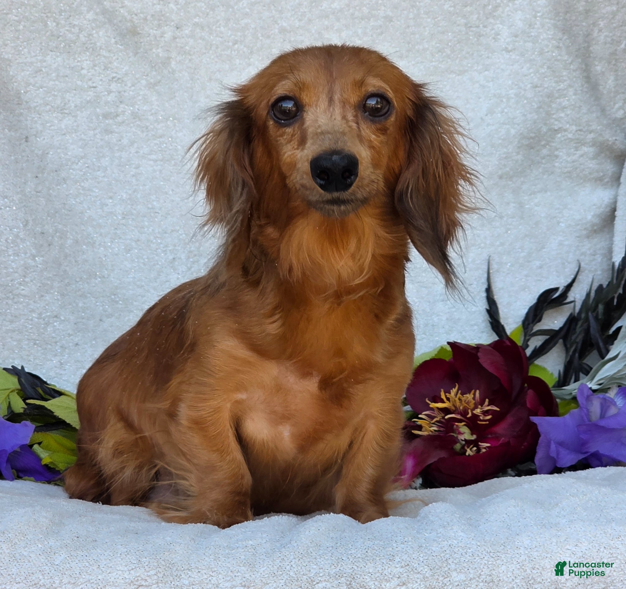 Miniature Dachshund dogs for sale: Lacey - Ad 8