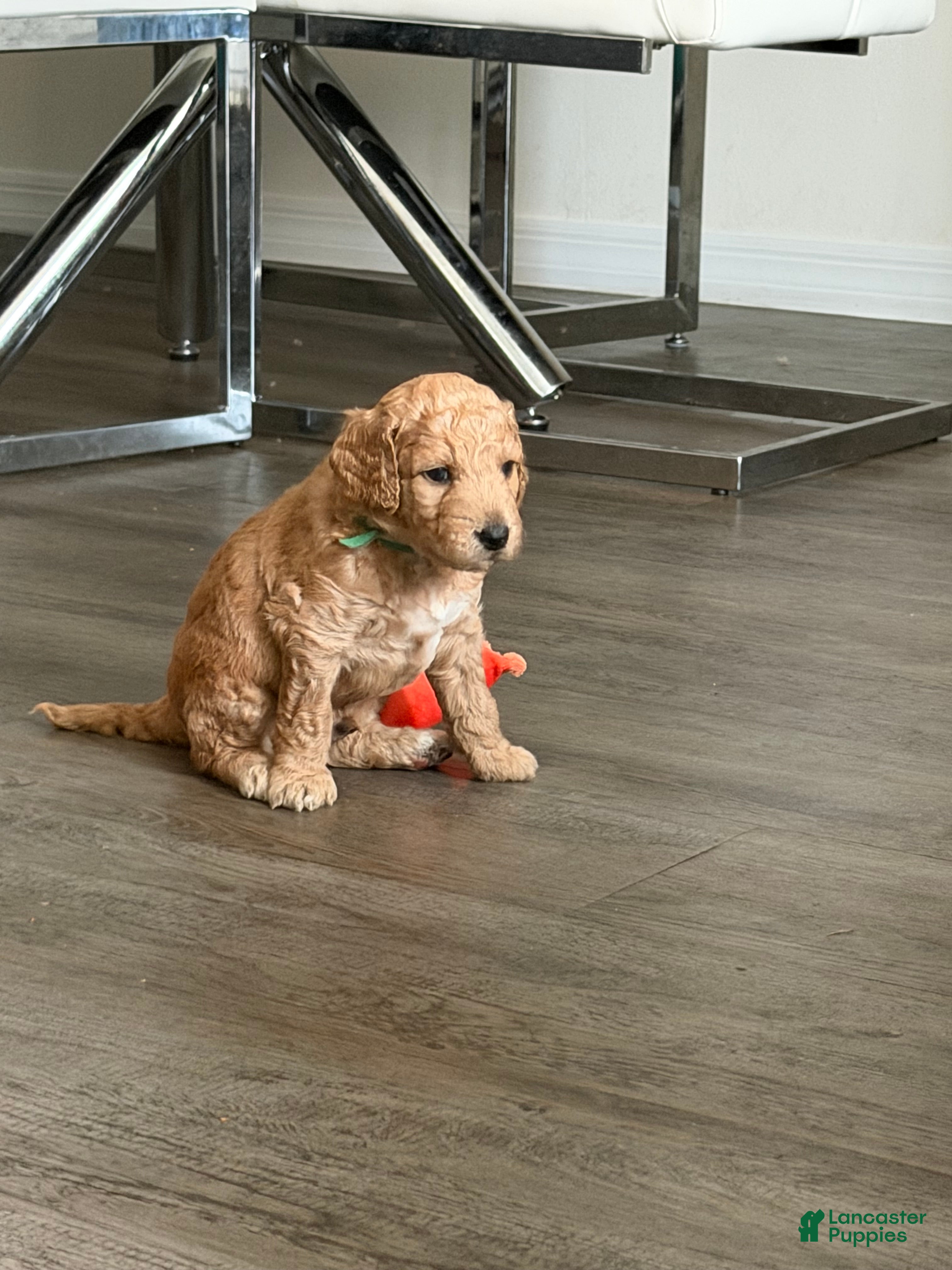 Goldendoodle dogs Biscuit - Ad 26