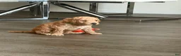 Goldendoodle dogs for sale: Biscuit - Ad 2