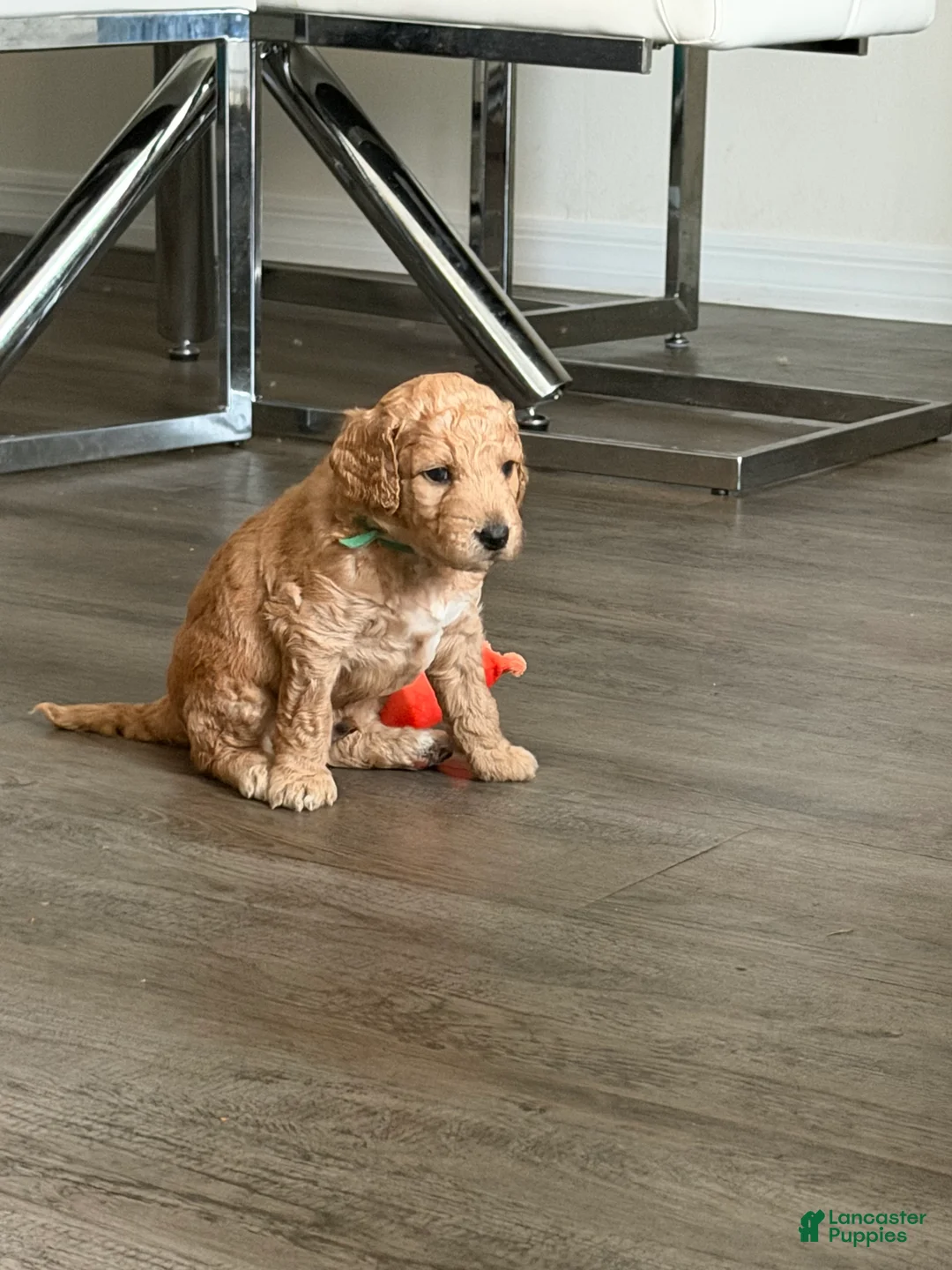 Goldendoodle dogs for sale: Biscuit - Ad 2