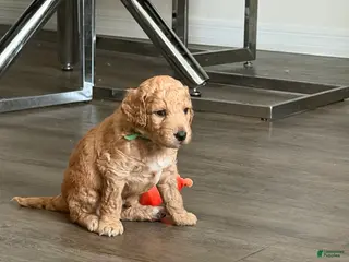 Goldendoodle dogs Biscuit - Ad 17