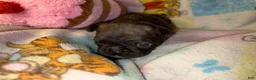 French Bulldog dogs for sale: Britney brindle  - Ad 1