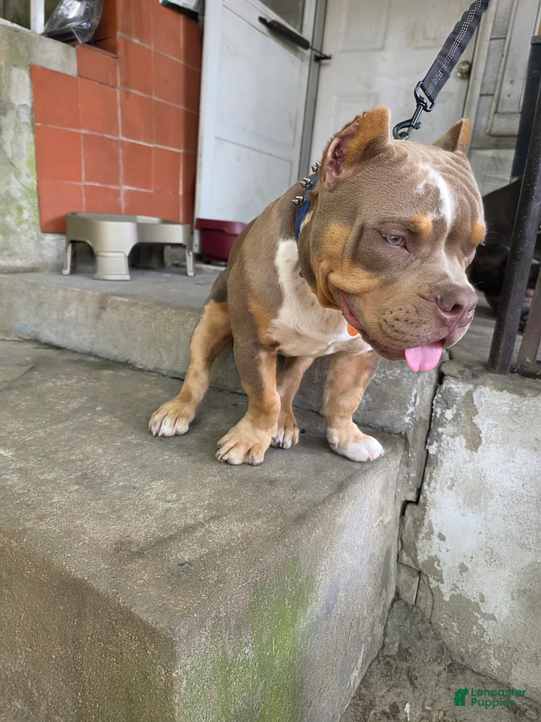 American Bully dogs for sale: American Bully - Ad 1
