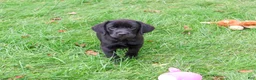 Labrador Retriever dogs for sale: Eloise - Ad 4