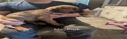 Mixed Breed dogs for sale: Ms. Pink - Ad 4