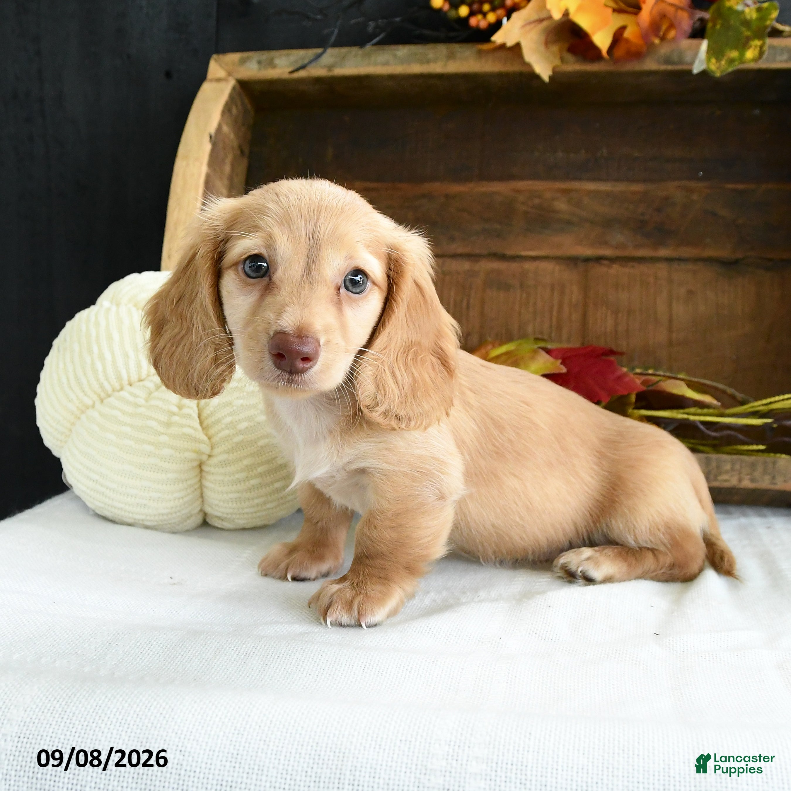 Miniature Dachshund dogs Conrad - Ad 2