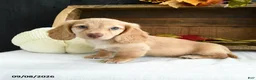 Miniature Dachshund dogs for sale: Conrad - Ad 2