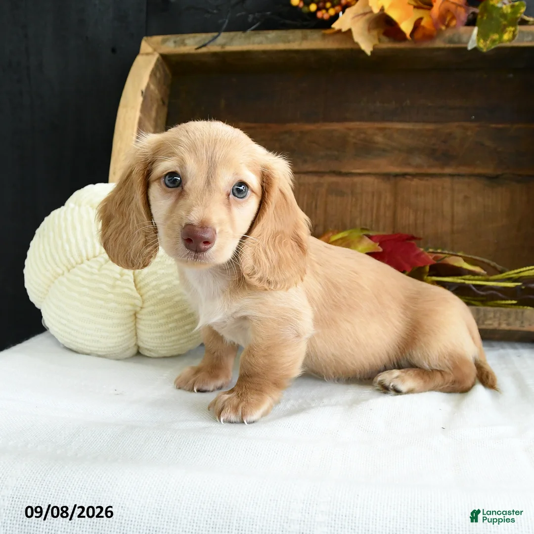 Miniature Dachshund dogs for sale: Conrad - Ad 2