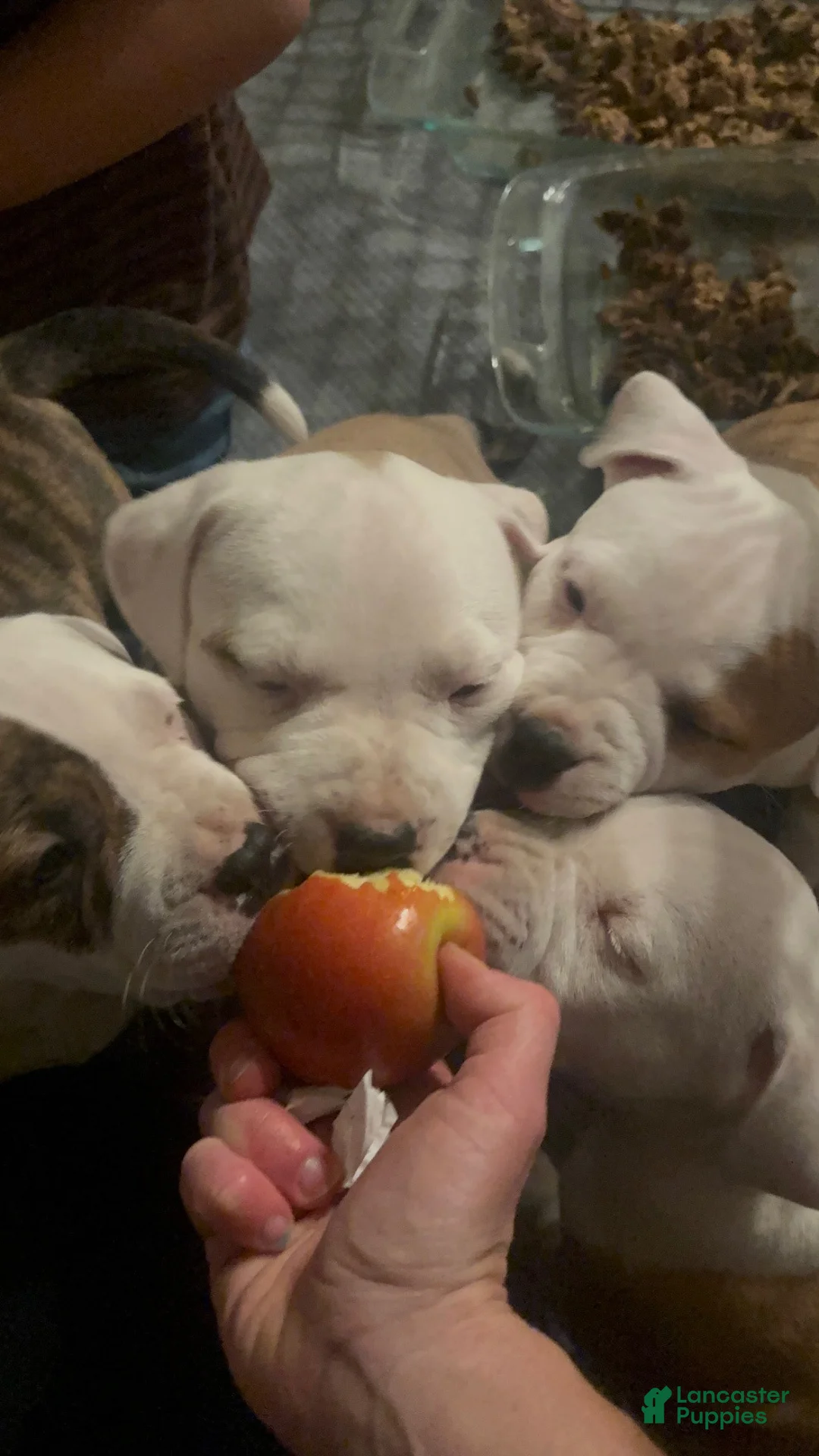 American Bully dogs for sale: Dexter - Ad 2