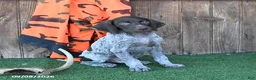 German Shorthaired Pointer dogs for sale: Ruger - Ad 3