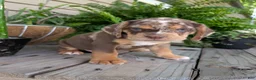Beabull dogs for sale: Tank - Ad 14