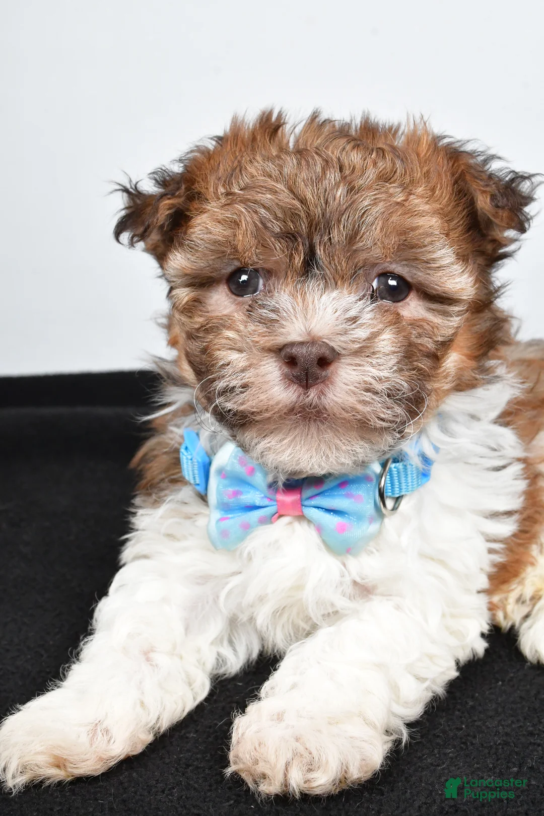 Havanese dogs for sale: Hunter - Ad 3