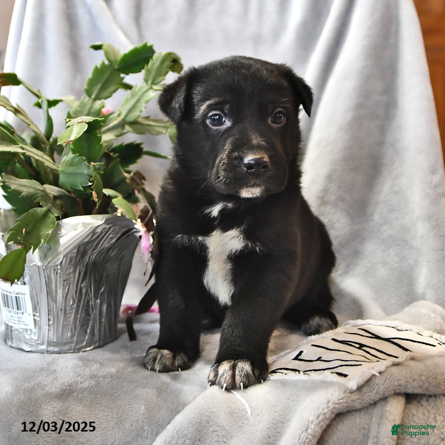 Mixed Breed dogs Frosty - Ad 21