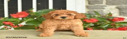 Miniature Poodle dogs for sale: Heather  - Ad 2
