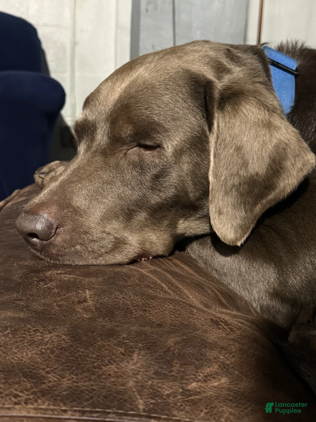 Labrador Retriever dogs for stud: Silver lab stud - Ad 7