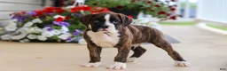 Boxer dogs for sale: Bentley - Ad 2
