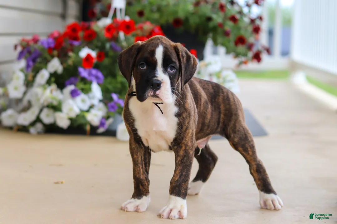 Boxer dogs for sale: Bentley - Ad 2