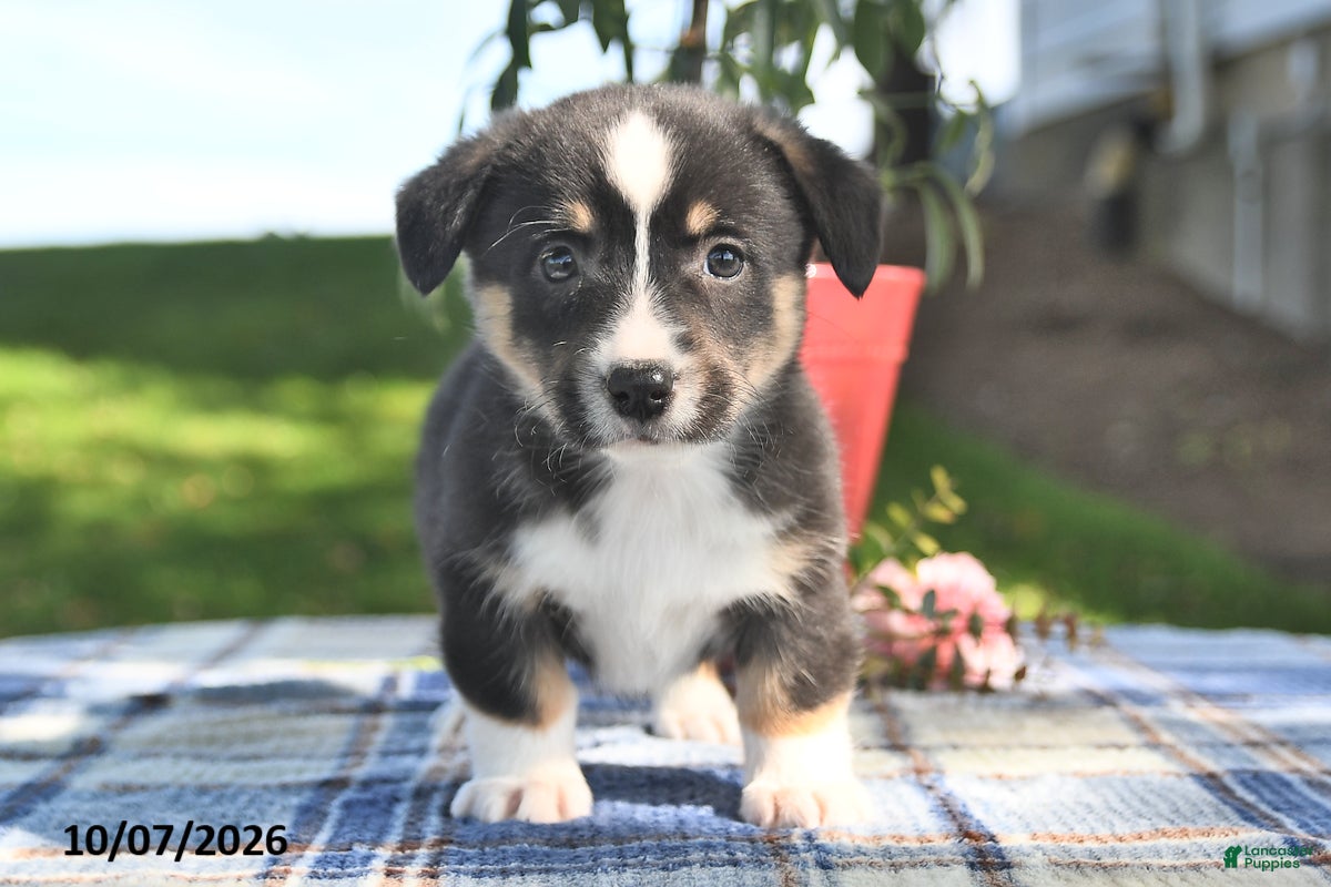 Clove (Pembroke Corgi, Female) in Canajoharie, NY